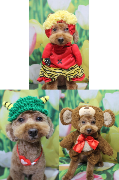 千葉県船橋市のトイプードルのトリミング画像