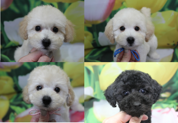 トイプードルブリーダーの子犬、トリミング画像