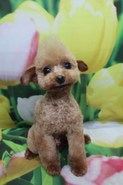 トイプードルブリーダーの子犬、トリミング画像