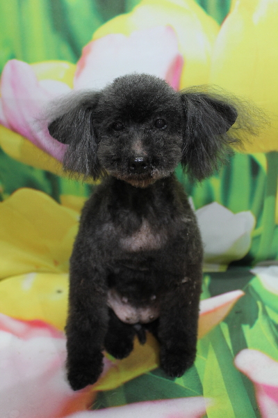 トイプードルブリーダーの成犬、トリミング画像