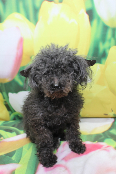 トイプードルブリーダーの成犬、トリミング画像