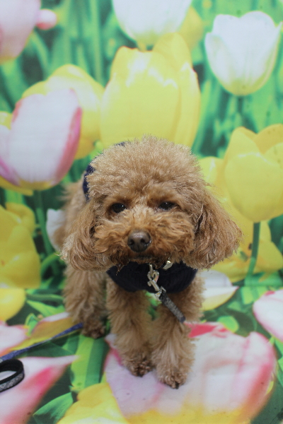 千葉県市川市のトイプードルのトリミング前画像