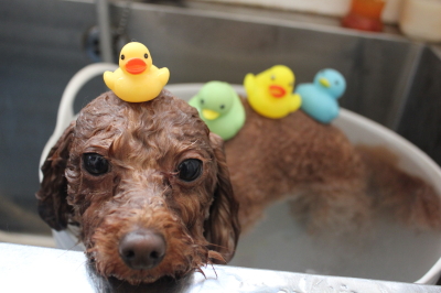 千葉県市川市のトイプードルの炭酸泉画像