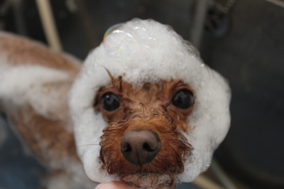 千葉県市川市のトイプードルのシャンプー画像