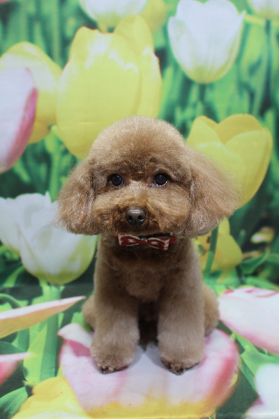 千葉県市川市のトイプードルのトリミング画像