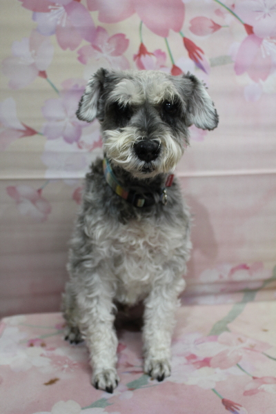 千葉県船橋市のミニチュアシュナウザーのトリミング前画像