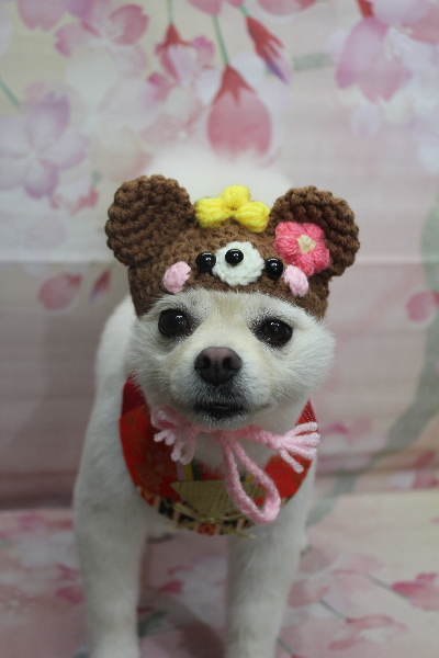 東京都港区のポメラニアンのトリミング画像