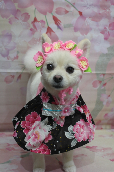 東京都港区のポメラニアンのトリミング画像