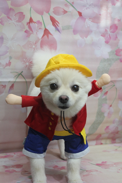 東京都港区のポメラニアンのトリミング画像