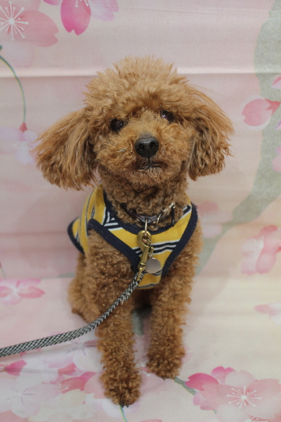 千葉県船橋市のトイプードルのトリミング前画像