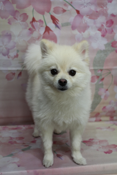 東京都港区のポメラニアンのトリミング前画像
