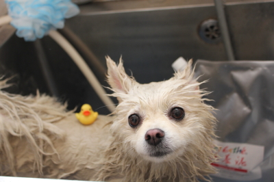 東京都港区のポメラニアンの泥パック画像