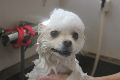 東京都港区のポメラニアンの泥シャンプー画像