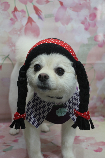 東京都港区のポメラニアンのトリミング画像