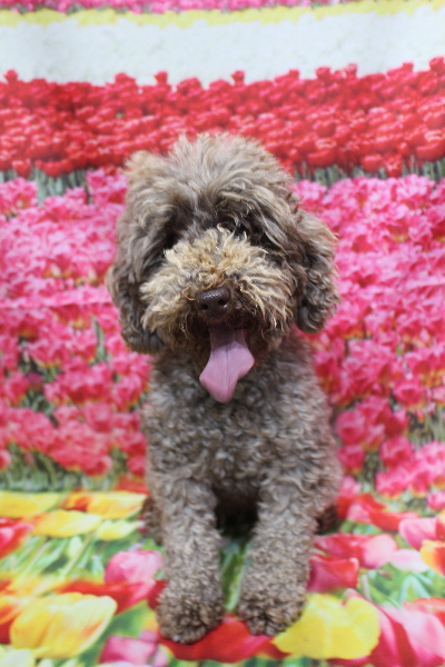 トイプードルブリーダーの成犬、トリミング前画像