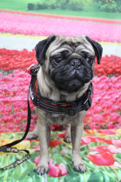 千葉県鎌ケ谷市のパグのトリミング前画像