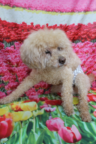 千葉県船橋市のトイプードルのトリミング前画像