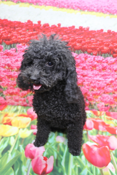 トイプードルブリーダーの成犬、トリミング画像