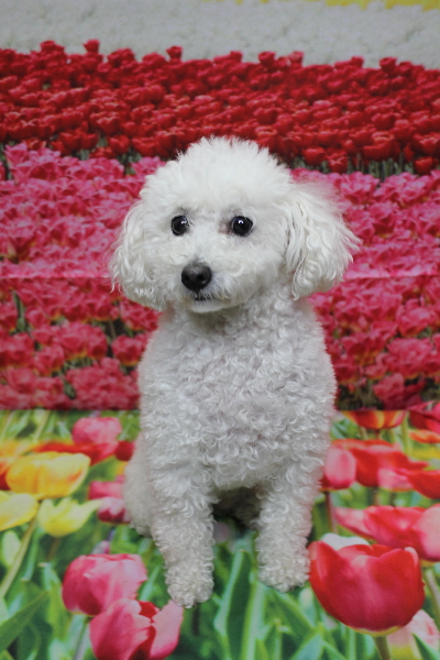 千葉県船橋市のトイプードルのトリミング画像