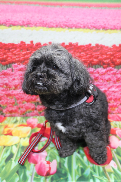 千葉県船橋市ミックス犬のトリミング前画像