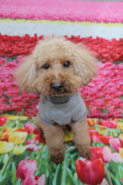 千葉県花見川区トイプードルのトリミング前画像