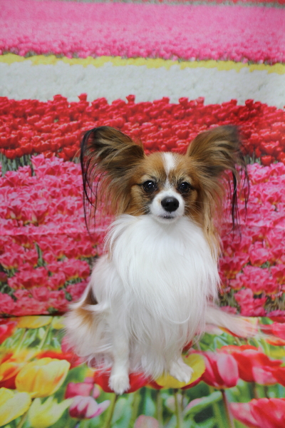 千葉県鎌ヶ谷市のパピヨンのトリミング前画像