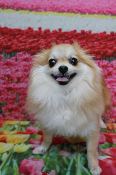千葉県船橋市のミックス犬のトリミング前画像