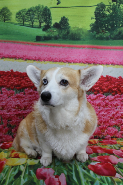 千葉県船橋市のコーギーのトリミング前画像