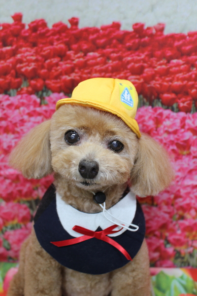 千葉県鎌ケ谷市のトイプードルのトリミング画像