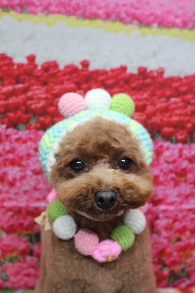 千葉県鎌ケ谷市トイプードルのトリミング画像