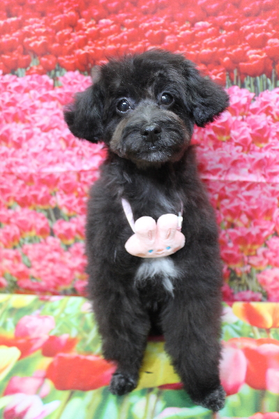 千葉県千葉市のミックス犬トリミング画像