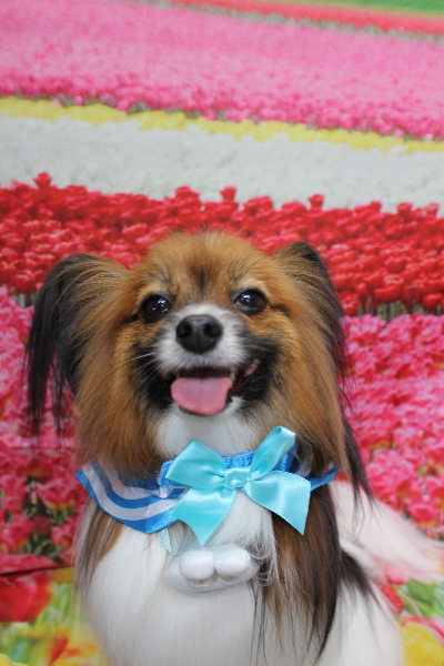 千葉県鎌ヶ谷市のパピヨンのトリミング画像