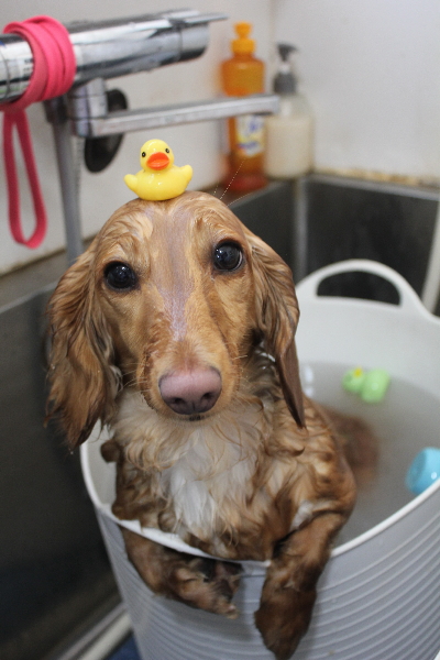 千葉県船橋市のミニチュアダックスの炭酸泉画像