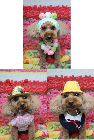 神奈川県横浜市のトイプードルのトリミング画像