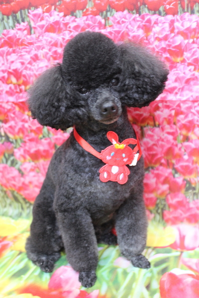 千葉県鎌ヶ谷市のトイプードルのトリミング画像