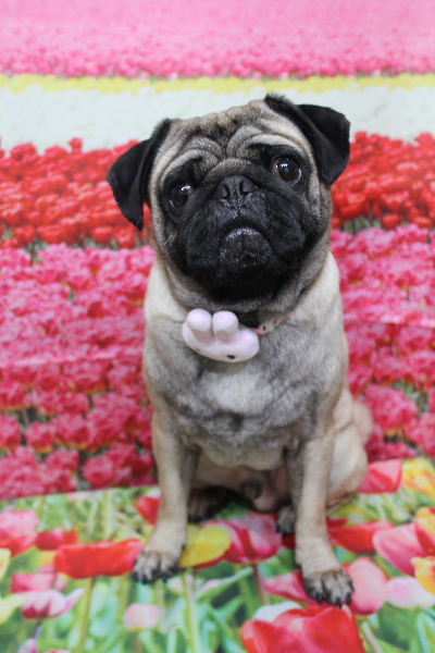 千葉県鎌ケ谷市のパグのトリミング画像