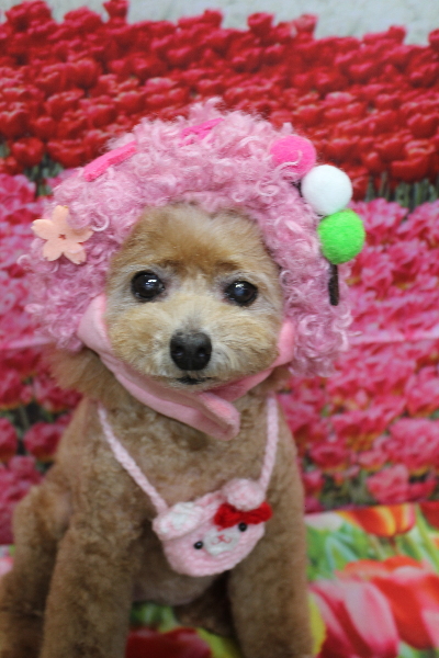 千葉県鎌ケ谷市のトイプードルのトリミング画像