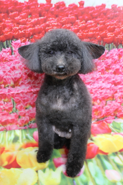 トイプードルブリーダーの成犬、トリミング画像