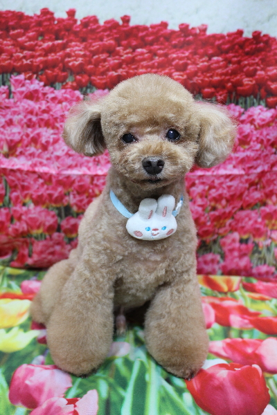 千葉県船橋市のトイプードルのトリミング画像