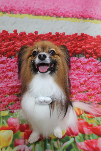 千葉県鎌ヶ谷市のパピヨンのトリミング画像