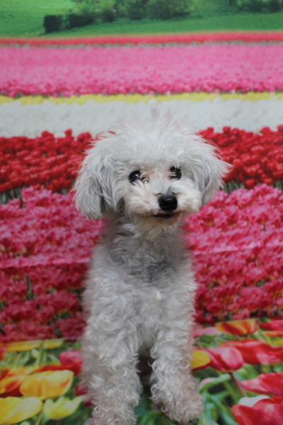 千葉県印西市のトイプードルのトリミング前画像