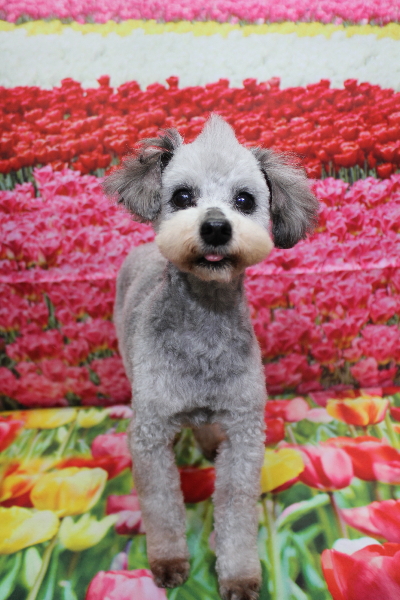 トイプードルブリーダーの成犬、トリミング画像