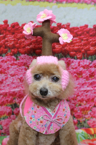 千葉県鎌ケ谷市のトイプードルのトリミング画像