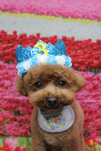 千葉県鎌ケ谷市トイプードルのトリミング画像