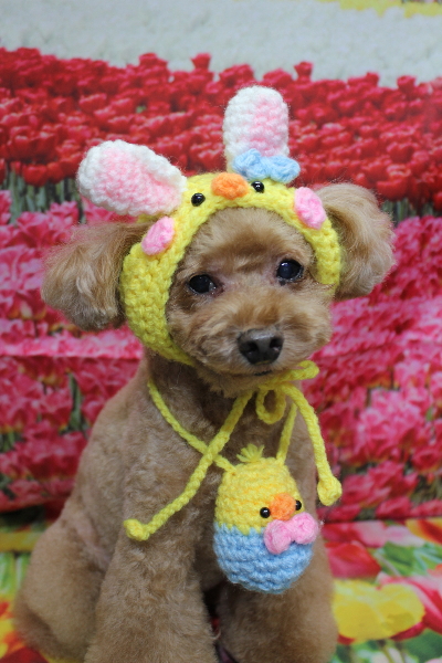 千葉県船橋市のトイプードルのトリミング画像