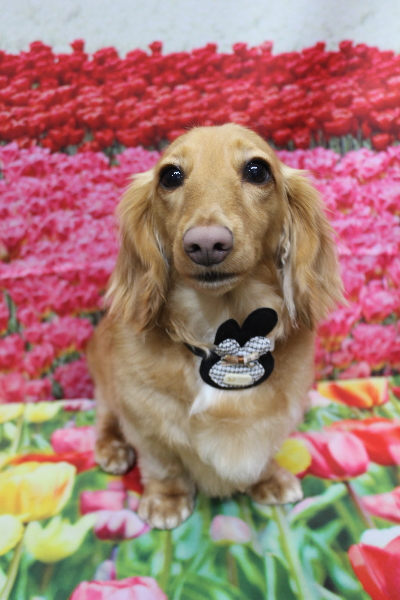 千葉県船橋市のミニチュアダックスのトリミング画像