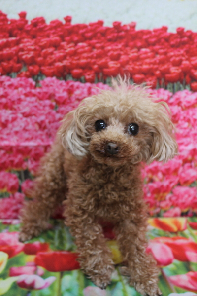 千葉県印西市のトイプードルのトリミング前画像