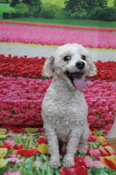 千葉県市川市のトイプードルのトリミング前画像