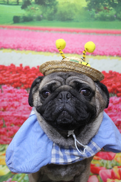 千葉県鎌ケ谷市のパグのトリミング画像