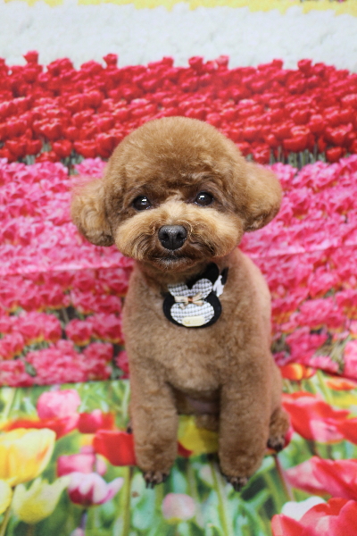 千葉県鎌ケ谷市トイプードルのトリミング画像